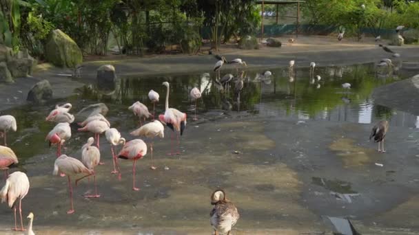 Panoramabild av en tropisk fågelpark med massor av olika fåglar — Stockvideo