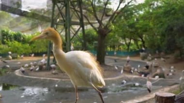 Steadicam atış bir tropik Kuş Parkı.