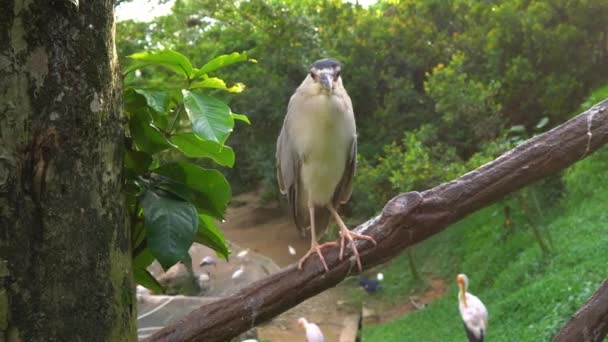 Steadicam prise d'un parc d'oiseaux tropicaux .