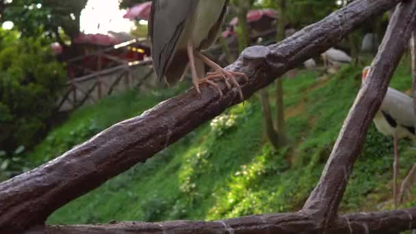 Steadicam-Aufnahme eines tropischen Vogelparks. — Stockvideo