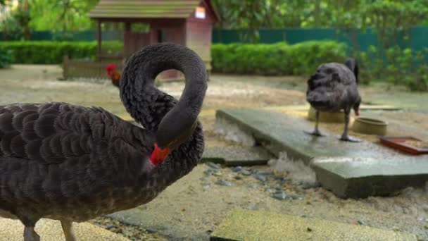 Steadicam Shot Bird Park Camera Shows Couple Black Swans — Stock Video