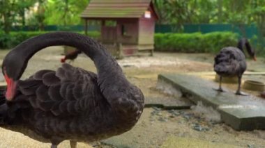 Steadicam bir kuş Parkı bir kadeh. Kamera bir çift siyah kuğu gösterir