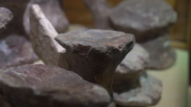 Beijing, Çin - 22 Ekim 2018: taşlaşmış balina vertebra doğa tarihi Müzesi'nde