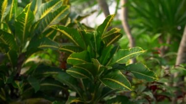 Slowmotion steadicam atış taş heykel Ganesha Tanrı'nın bir tropik bahçe yosun kaplı