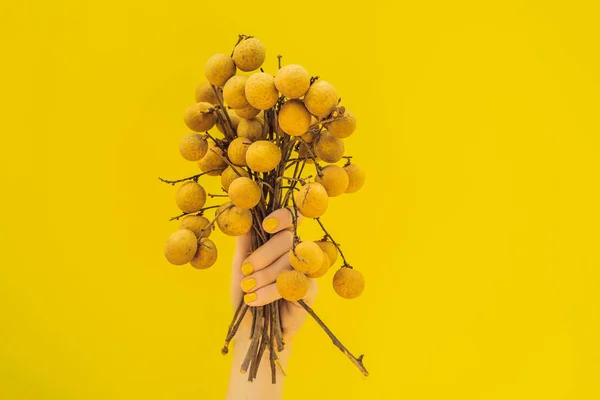 Рука с желтым маникюром, держащая спелый ланган на желтом фоне — стоковое фото