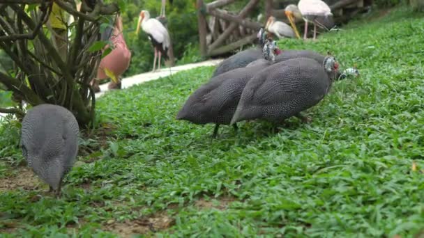 Steadicam strzał tropikalne ptasi park. — Wideo stockowe