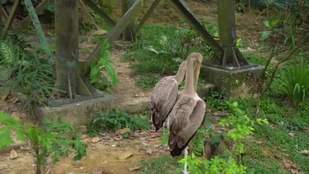 Steadicam shot of a bird park. Camera reveals a couple of storks — Stock Video