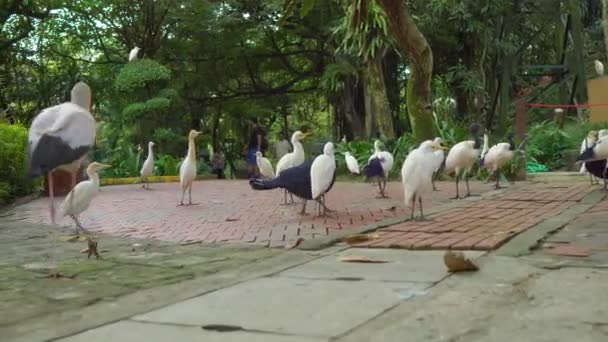 Steadicam shot of a tropical bird park with lots of different birds — Stock Video