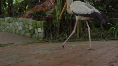 Steadicam bir kuş Parkı bir kadeh. Kamera sarı bir fatura leylek izler.