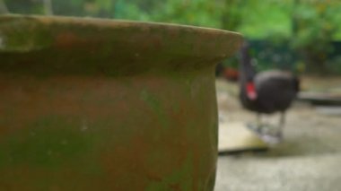 Steadicam bir kuş Parkı bir kadeh. Kamera bir çift siyah kuğu ortaya koymaktadır.