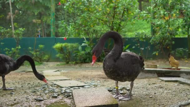 Steadicam disparó a un parque de aves. Cámara muestra un par de cisnes negros — Vídeo de stock