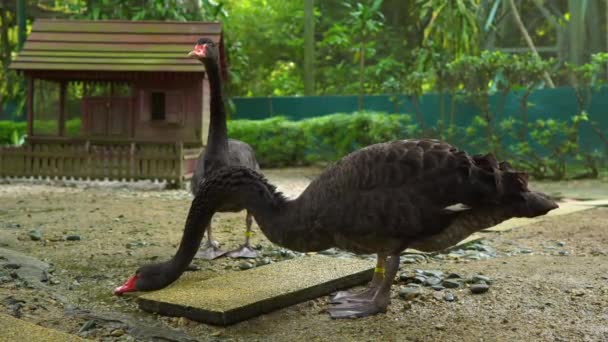 野鳥公園のステディカム ショット。カメラは、黒い白鳥のカップルを示しています — ストック動画