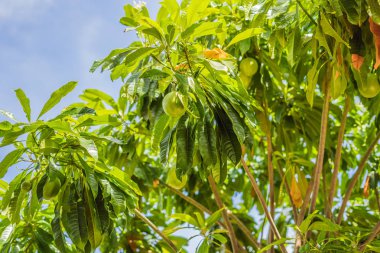 Bael meyve ahşap elma ağacı üzerinde