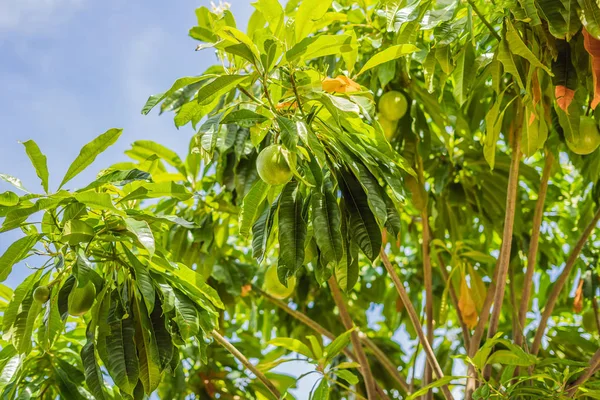 Bael meyve ahşap elma ağacı üzerinde