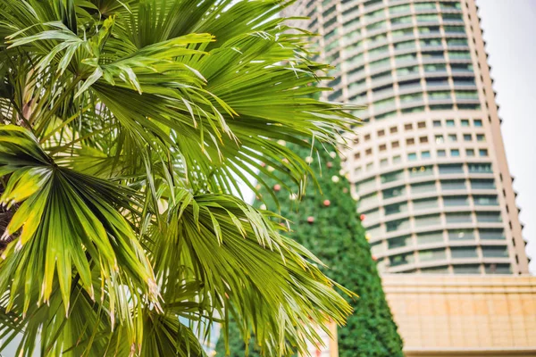 Noel ağacı ve palmiye ağaçları dekore edilmiş tropikal tatil konumda — Stok fotoğraf