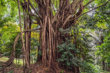 Vahşi ormanda büyük bir ağaç kökü. Tropikal ormanın derinliklerindeki banyan kökü inanılmaz. Yaşlı bir ağacın doğal kökleri vardır.