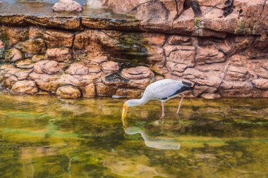 Sarı gagalı leylek (Mycteria ibis), büyük bir yürüyen kuş leylek ailesinin Ciconiidae olduğunu
