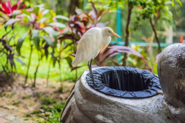 Küçük ak balıkçıl sığır balıkçıl Bubulcus Ibis Waters Edge çöp kutusu içinde kazma. çevre sorunları