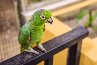 Amazon Amerika papağanı papağan orman karşı renkli portresi. Yeşil arka plan üzerinde vahşi papağan yan görünüm. Yaban hayatı ve yağmur ormanı egzotik tropik kuş olarak popüler evde beslenen hayvan doğurmak