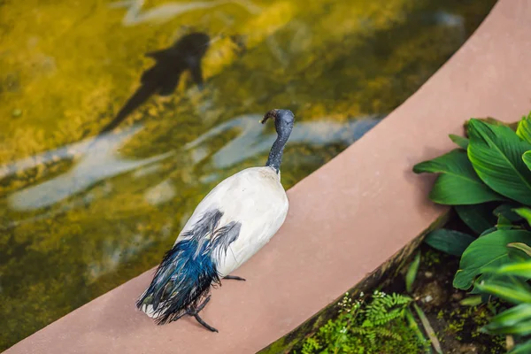 African Sacred ibis olha para peixes na água — Fotografia de Stock