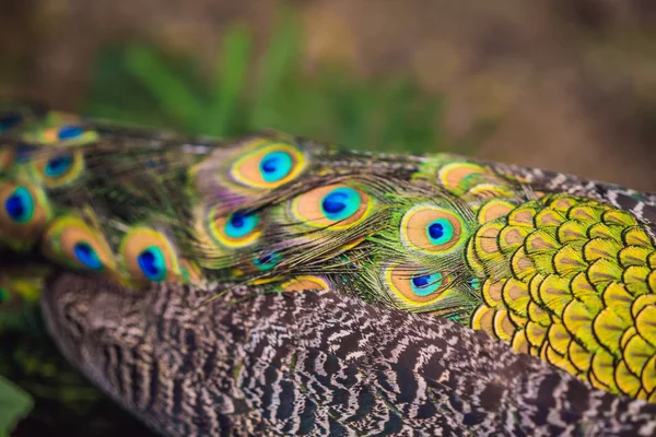 Portrait of a beautiful and colorful Blue Ribbon Peacock — Stock Photo, Image