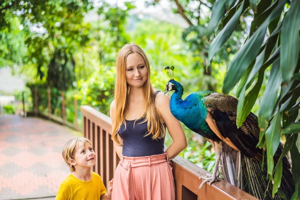 Šťastná rodina máma a syn sledování peacock v parku — Stock fotografie