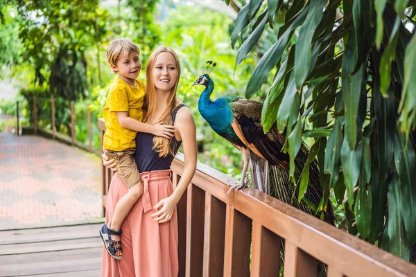 Lycklig familj mamma och son titta på peacock i parken — Stockfoto