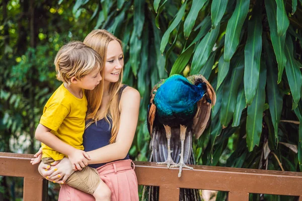 幸せ家族ママと公園で息子見て孔雀 — ストック写真