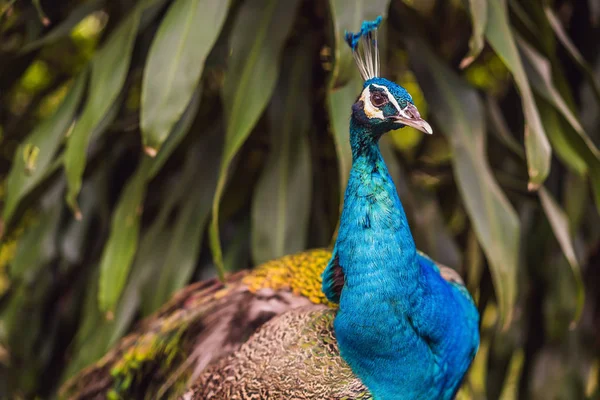 Portrait d'un beau et coloré bleu ruban paon — Photo