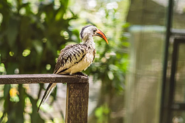 Zuidelijke Yellow-billed neushoornvogel Tockus leucomelas de vliegende banaan — Stockfoto