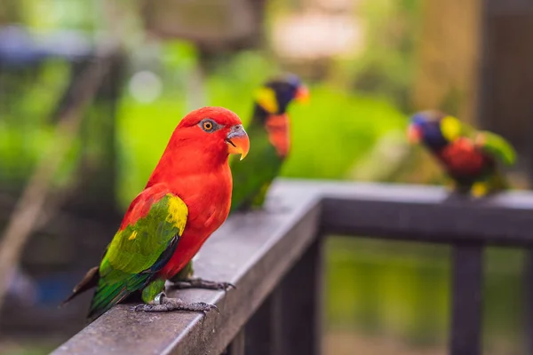 ジャングルに対するアマゾン コンゴウインコ オウムのカラフルな肖像画。緑の背景の野生のオウムの側面図です。人気のあるペットの品種として野生動物や熱帯雨林のエキゾチックな熱帯の鳥 — ストック写真