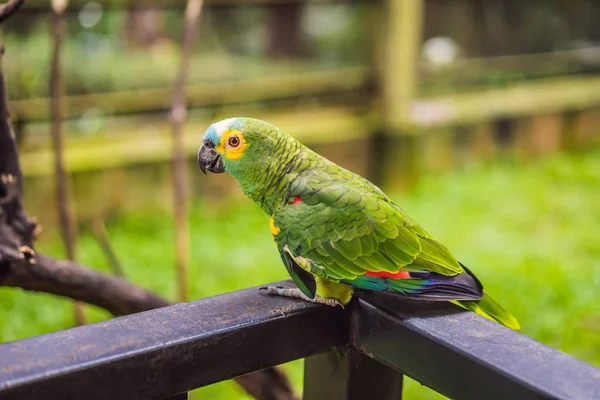 Kleurrijke portret van Ara Amazonepapegaai tegen jungle. Zijaanzicht van wilde vogels papegaaien op groene achtergrond. Dieren in het wild en regenwoud exotische tropische vogels als populair huisdier rassen — Stockfoto