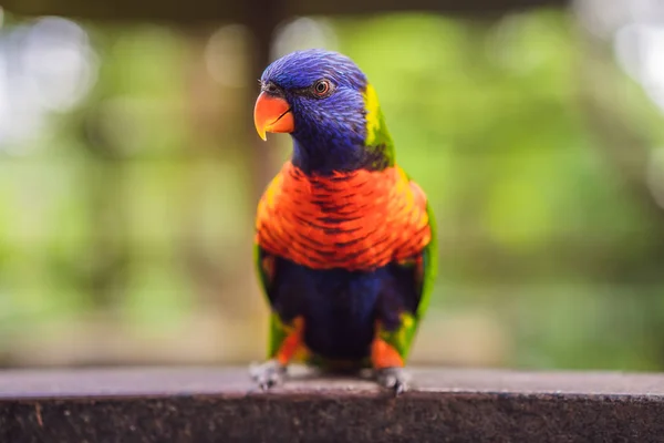 Kolorowy portret papuga Ara Amazonka przed dżungli. Widok boczny dzikich papug na zielonym tle. Przyrody i lasu deszczowego egzotycznych tropikalnych ptaków jako popularne pieścić płodzi — Zdjęcie stockowe