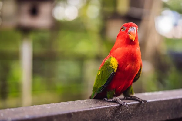 Buntes Porträt des Amazonas-Aras Papagei gegen Dschungel. Seitenansicht von wildem Papagei auf grünem Hintergrund. Exotische tropische Vögel als beliebte Haustierrassen — Stockfoto