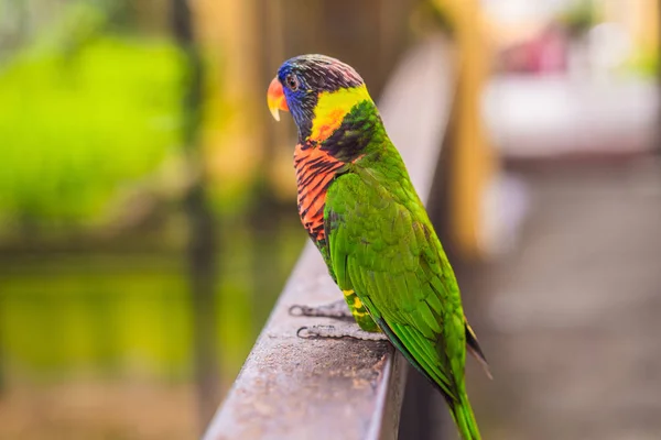 Kleurrijke portret van Ara Amazonepapegaai tegen jungle. Zijaanzicht van wilde vogels papegaaien op groene achtergrond. Dieren in het wild en regenwoud exotische tropische vogels als populair huisdier rassen — Stockfoto