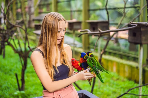stock image Young woman feeding big tropical parrots with milk