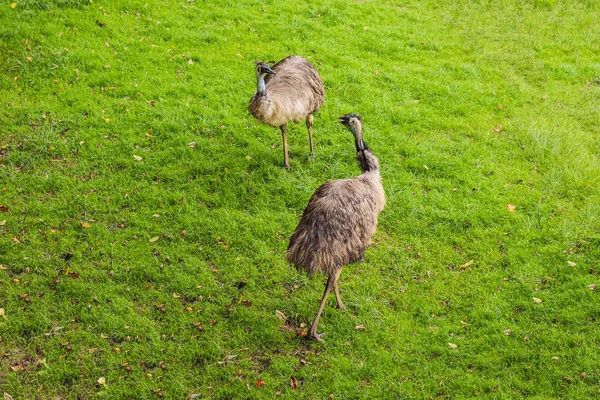 Autruche commune Struthio camelus avec bec rose, longs cils sur l'œil noir, cou blanc mince et corps duveteux à plumes noires debout sur les jambes épaisses dans le champ — Photo