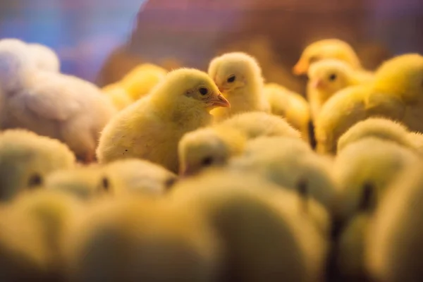 Gran grupo de polluelos recién nacidos en una granja de pollos — Foto de Stock