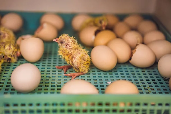 Gran grupo de polluelos recién nacidos en una granja de pollos —  Fotos de Stock