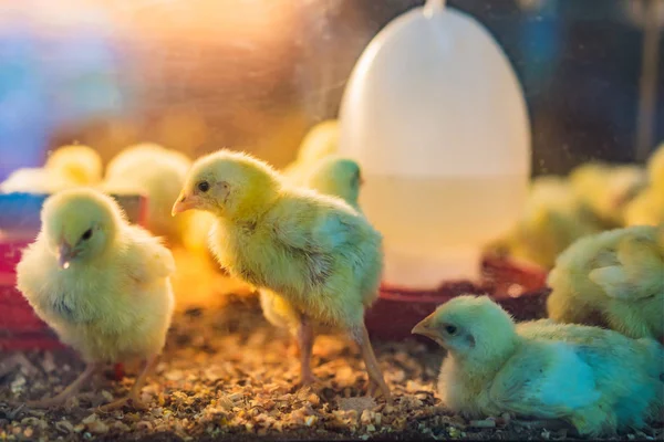 Gran grupo de polluelos recién nacidos en una granja de pollos — Foto de Stock