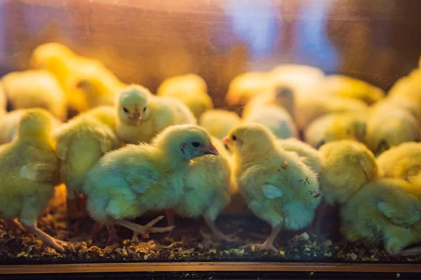 Gran grupo de polluelos recién nacidos en una granja de pollos — Foto de Stock