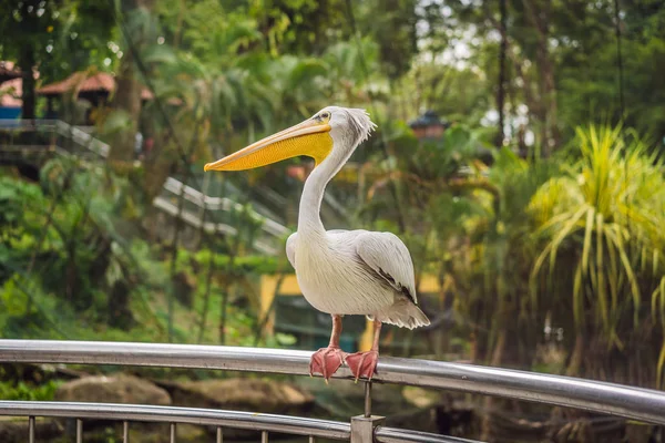Grande pelicano branco também conhecido como o pelicano branco oriental, pelicano rosado ou pelicano branco Pelecanus onocrotalus — Fotografia de Stock