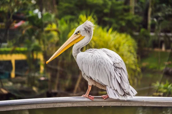 Grande pelicano branco também conhecido como o pelicano branco oriental, pelicano rosado ou pelicano branco Pelecanus onocrotalus — Fotografia de Stock