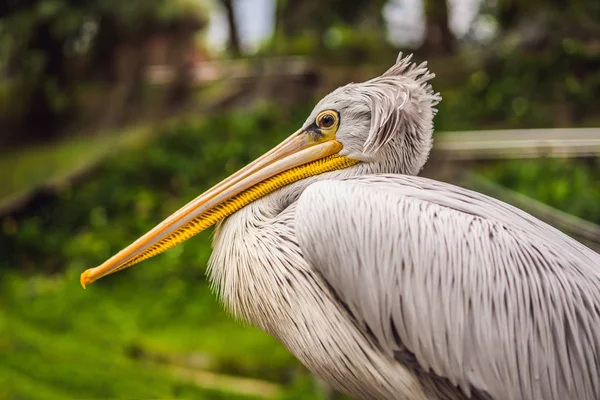 Grande pelicano branco também conhecido como o pelicano branco oriental, pelicano rosado ou pelicano branco Pelecanus onocrotalus — Fotografia de Stock