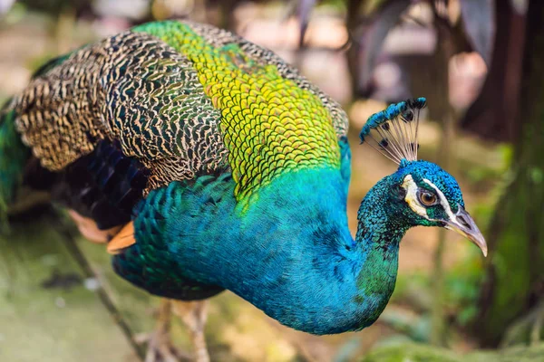 Retrato de uma bela e colorida Blue Ribbon Peacock — Fotografia de Stock