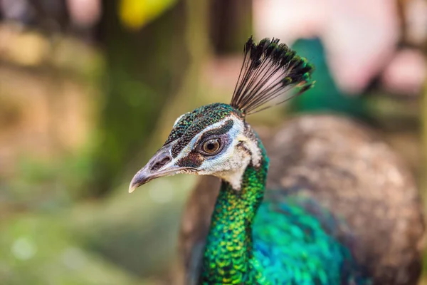 Portrait of a beautiful and colorful Blue Ribbon Peacock — Stock Photo, Image