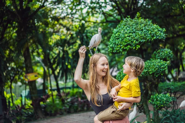 Mother and son feeding ibes in the park. Little Egret Cattle egret Bubulcus ibis Waters Edge. Family spends time in the park together — Stock Photo, Image