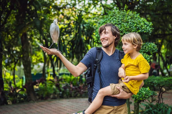 Otec a syn krmení ibes v parku. Malý pták Volavka rusohlavá Bubulcus ibis Waters Edge. Rodina tráví čas v parku společně — Stock fotografie