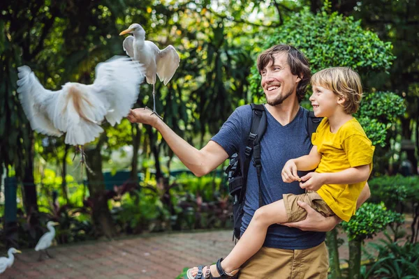 父と息子が公園で ibes を供給します。小さな白鷺アマサギ Bubulcus ibis ウォーターズ エッジ。家族: 一緒に公園で時間を費やしている. — ストック写真