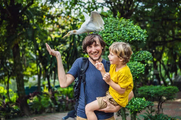 Otec a syn krmení ibes v parku. Malý pták Volavka rusohlavá Bubulcus ibis Waters Edge. Rodina tráví čas v parku společně — Stock fotografie